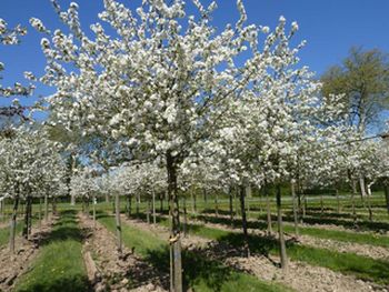 esthétique Malus fleur