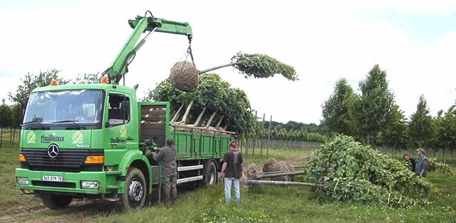 Chargement d'arbres