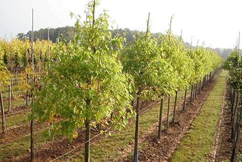 Producteur lauréat du Savoir faire Horticole Français