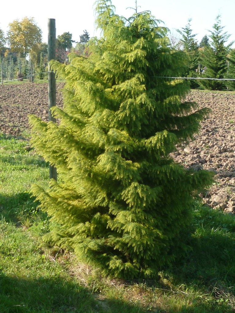 cryptomeria japonica