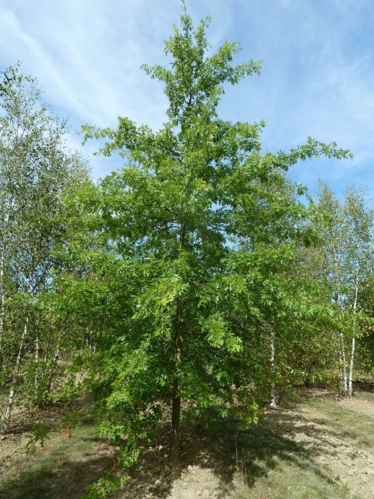 plante des marais en 5 lettres