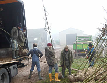 Chargement d'arbres aux Pépinères Thuilleaux