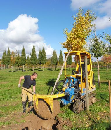 Chargement d'arbres aux Pépinères Thuilleaux