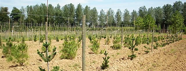 Thuilleaux - Autres Jeunes plants