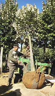 Thuilleaux - Arrachage d'un arbre