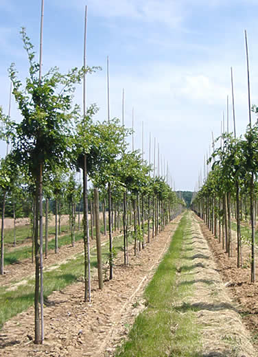 Thuilleaux - Jeunes plants