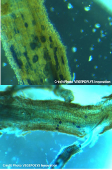 Mycorhization réussie