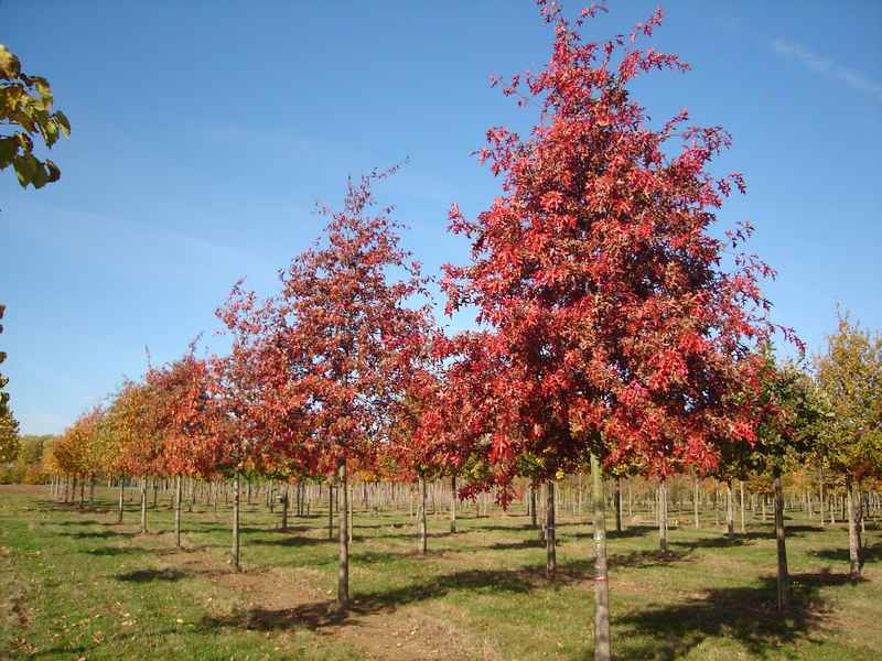 plante des marais en 5 lettres