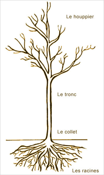 schéma caractéristiques physiques arbre