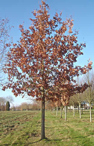 Quercus robur (pedonculata) Chêne pédonculé