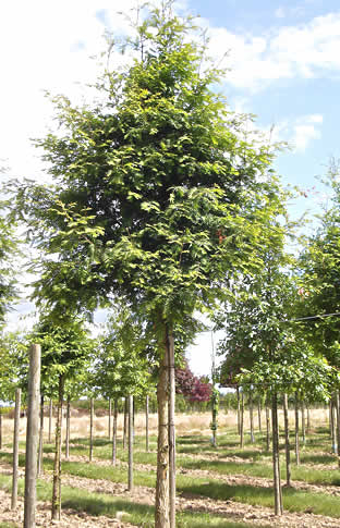 Metasequoia glyptostroboïdes, Metasequoia, forme tige