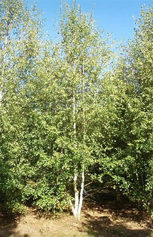 Betula verrucosa alba, Bouleau commun