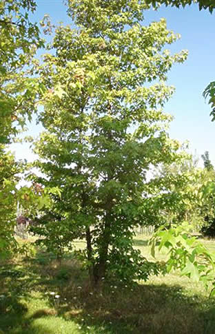 Liquidambar styraciflua, Copalme d'Amérique