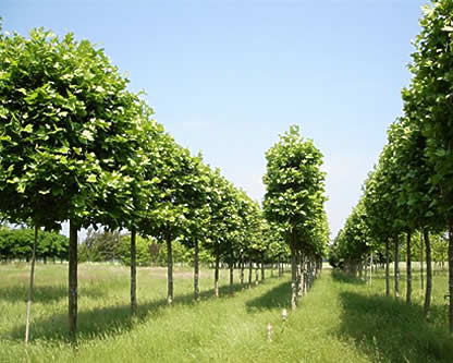 Platanus x acerifolia, platane, palissé 5 étages