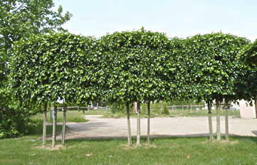 Tilia x europaea Euchlora, Tilleul du Caucase, palissé 6 étages