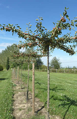 Malus Everest ® Perpetu, Pommier à fleurs Everest ® Pertetu, plateau d'ombrage