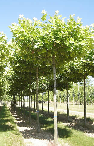 Platanus x acerifolia, Platane à feuilles d'érable, plateau d'ombrage