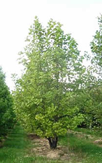 Metasequoia glyptostroboïdes, Metasequoia, forme tige