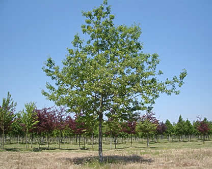 Quercus rubra, Chêne rouge d'Amérique