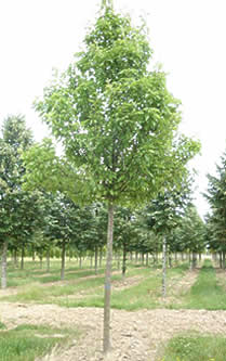 Pyrus calleryana Redspire, Poirier à fleurs Redspire