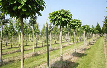 Catalpa bignonioides Nana, Catalpa boule