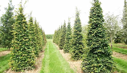 Carpinus betulus, charme formé en cône