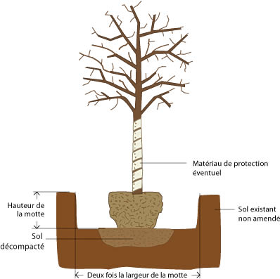 Thuilleaux - Schéma d'une fosse de plantation
