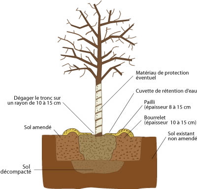 Thuilleaux - Schéma de la plantation d'un arbre