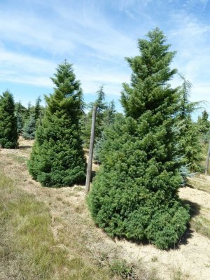 Cryptomeria japonica 'Elegans Viridis'