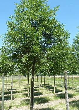 ALNUS glutinosa 'Laciniata'