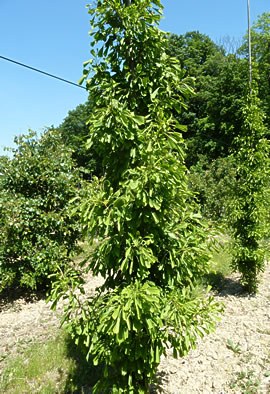 GINKGO biloba "Saratoga"