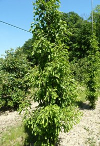 Arbre aux 40 écus lacinié