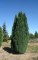 CHAMAECYPARIS lawsoniana 'Ellwoodii'