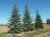 ABIES concolor