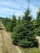 ABIES concolor