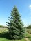 ABIES concolor