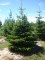 ABIES nordmanniana