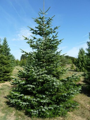 ABIES nordmanniana