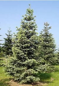 Sapin d'Espagne