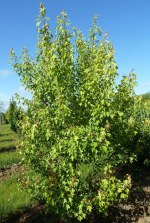 ACER buergerianum