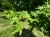 ACER campestris