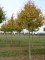 ACER campestris