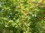 ACER campestris