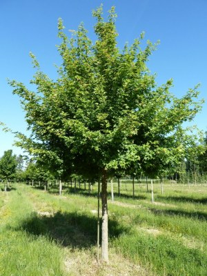 ACER campestris