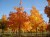 ACER platanoides