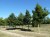 ACER platanoides