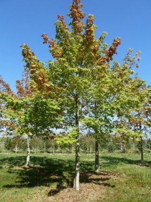 ACER platanoides