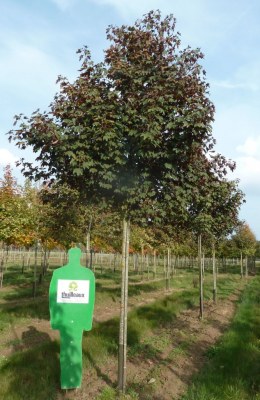 ACER pseudoplatanus "Purpurescens"