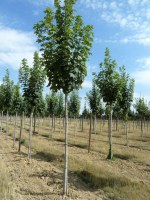 ACER pseudoplatanus 'Rotterdam'