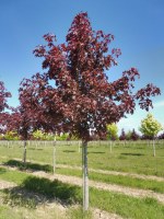 ACER platanoides 'Royal Red'